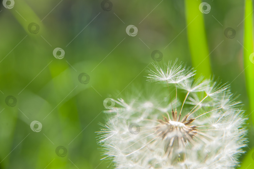 Скачать макросъемка цветка одуванчика белого цвета фотосток Ozero