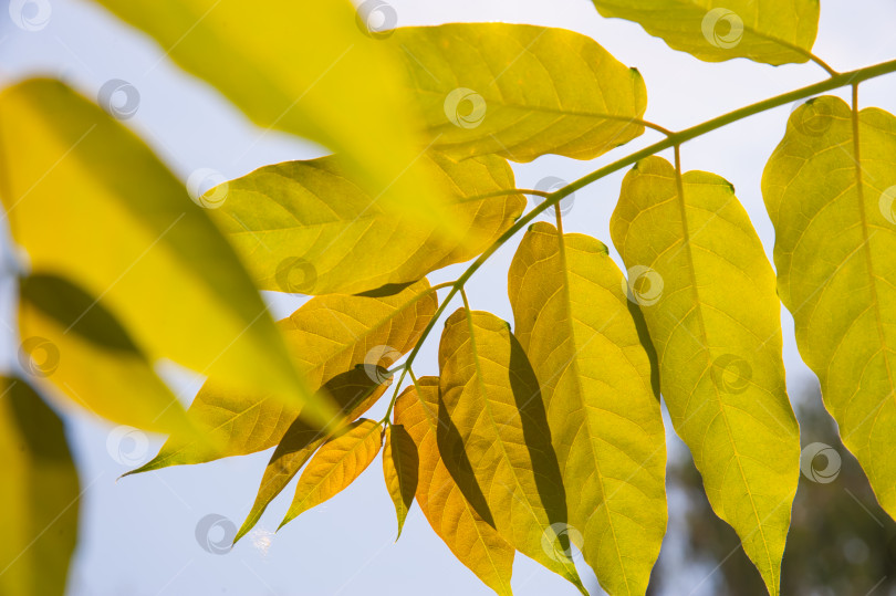 Скачать Осенняя желтая листва в солнечном свете фотосток Ozero
