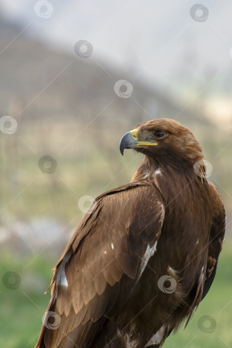 Скачать Дикий орел, хищная птица, портрет. фотосток Ozero