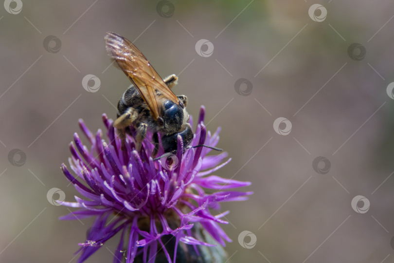 Скачать Волдыри (Meloidae) - семейство жуков. фотосток Ozero