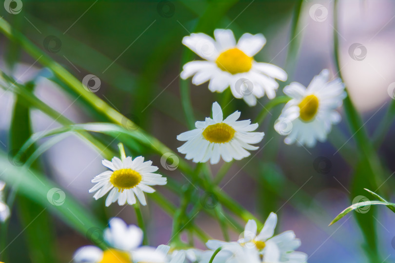 Скачать Ромашка - род однолетних цветковых растений семейства Астровые. фотосток Ozero