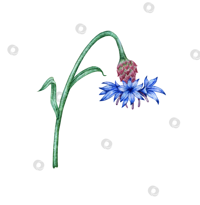 Скачать Василек акварельный голубой цветок фотосток Ozero