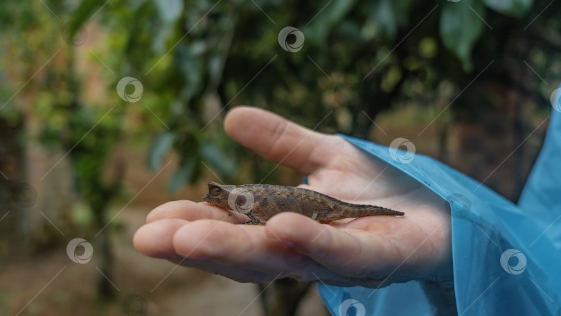 Скачать Крошечный хамелеон brookesia stumpffi сидит на ладони мужчины. фотосток Ozero