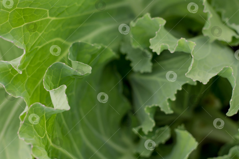 Скачать Крупный план свежей зеленой капусты, растущей на огороде, селективный фокус фотосток Ozero