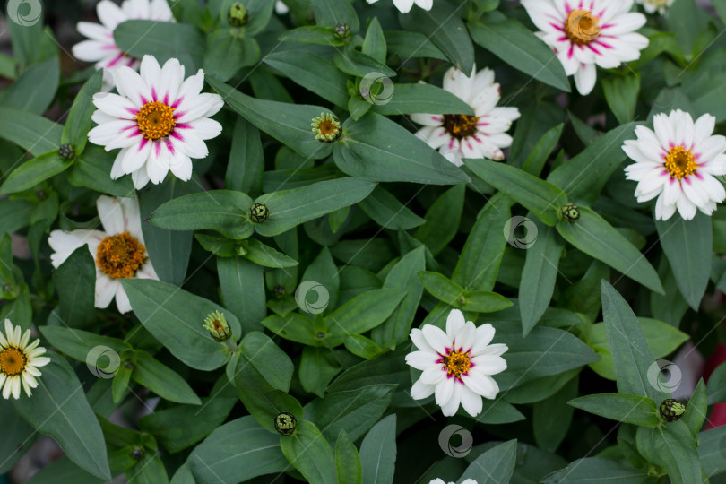 Скачать Цинния элегантная (Zinnia elegans) - род цветковых растений семейства астровые (Asteraceae). фотосток Ozero