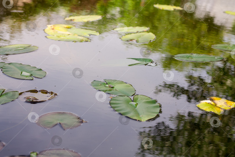 Скачать кувшинки на воде. осенняя фотография. Цветущие растения. фотосток Ozero